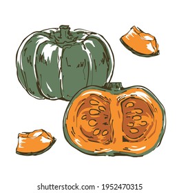 Vector illustration of pumpkin. Fresh vegetables.