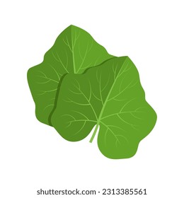 Vector illustration of pumpkin leaves