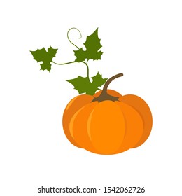 Vector illustration. Pumpkin on a white isolated background. To decorate Happy Thanksgiving greeting card, web design.
