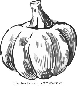 Vector illustration of a pumpkin. A stylized illustration in the graphic style of linocut, with bold outlines and thin shading on a white background.