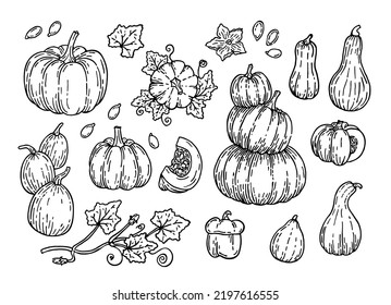 Vector illustration of pumpkins. Hand drawn illustration.