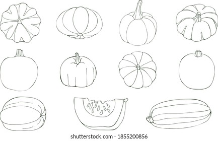 Ilustración vectorial de las calabazas aisladas en el fondo blanco. Diferentes verduras de contorno dibujadas a mano.