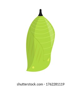 Vector illustration of pupa, cartoon, isolated on white background