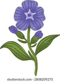 Vector Illustration of a Purple Alkanet Flower with Buds and Green Leaves Isolated on White Background