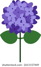 Vector illustration of purple angsoka flower