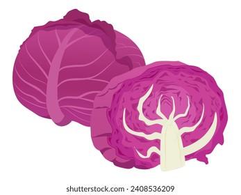 Vector illustration of purple cabbage