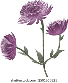 vector illustration of purple chrysanthemum flower, beautiful floral on white