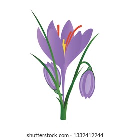 Vector illustration of purple crocus flowers on white background.