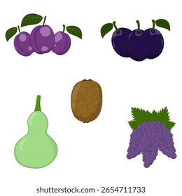 Vector Illustration of Purple Fruit, Kiwi, and Bottle Gourd in Flat Style