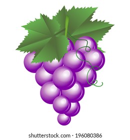 Vector illustration of purple grapes