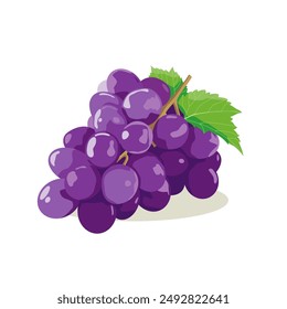 Vector illustration of purple grapes