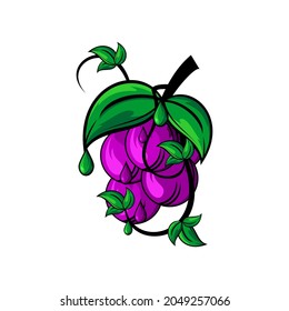 ilustración vectorial de uvas moradas, uvas frescas