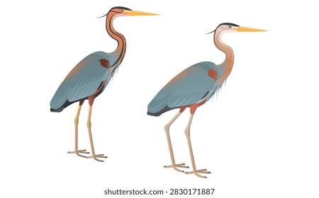 Vector illustration of Purple Herons (Ardea purpurea), a rufous-colored large heron species found across Europe, Asia, and Africa. The right bird specifically depicts the Cape Verde Island subspecies (Ardea purpurea bournei) that is noticeably paler and lacks the black neck markings.