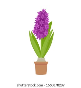 Vector illustration of purple hyacinth flower with leaves in pot isolated on white. Cartoon first spring flower used for magazine, poster, web pages.