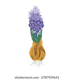 Vector illustration of a purple hyacinth flower with its bulb, green leaves, and roots. Isolated spring botanical element in flat stylized style for gardening projects, Easter decor, children book illustration, or cottagecore design