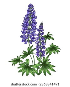 Vector illustration of purple lupine flower in engraving style