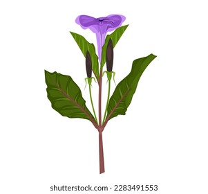 Ilustración vectorial de la flor de primavera púrpura Ruellia tuberosa sobre fondo blanco