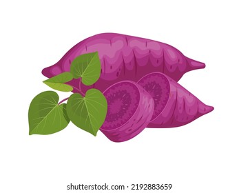 Vector illustration, purple sweet potato with leaves and slices, isolated on white background, suitable for websites, brochures and agricultural products packaging.