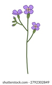 Vector illustration of purple wildflower Arabis verna