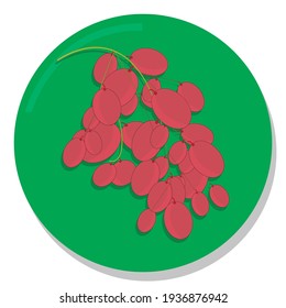 Vector illustration of purplish red grapes that are seductive and beneficial for health.