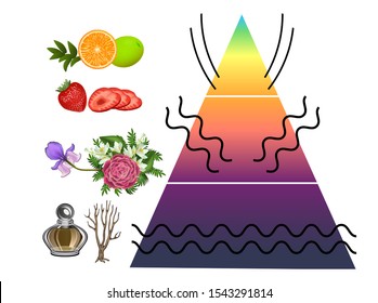 Vector illustration of a pyramid of perfume, classification of fragrance is the olfactory pyramid of the smell of music