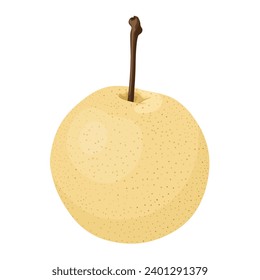 Vector illustration, Pyrus pyrifolia, known as Japanese pear or Chinese pear, isolated on white background.
