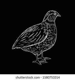 Vector illustration of a quail in black and white graphic style