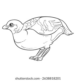 vector illustration of quail chicken in outline appearances
