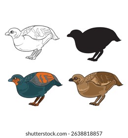 vector illustration of quail chicken in various appearances