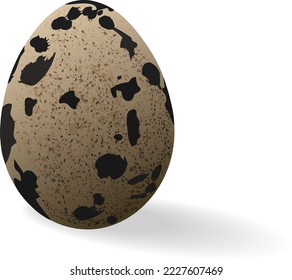  Vector illustration of a quail egg isolated on white background.