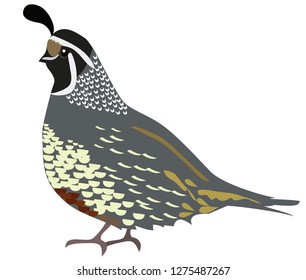 vector illustration of a quail isolated on white background.