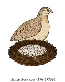 Ilustración vectorial de una codorniz con un nido de huevos