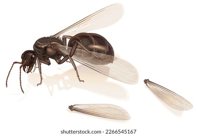 Vector illustration of queen ant is taking off wings with hind feet,ants alates winged,flying ants,subterranean ants female,reproductive age,isolated on white.invasive species,eusociality.