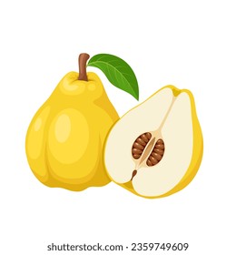 Vector illustration, quince fruit or Cydonia oblonga, isolated on white background.