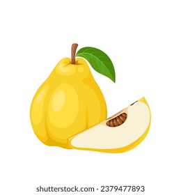 Vector illustration, quince fruit or Cydonia oblonga, isolated on white background.