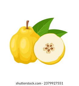 Vector illustration, quince fruit or Cydonia oblonga, isolated on white background.