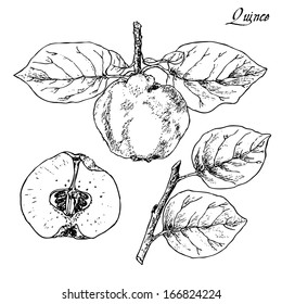 vector illustration of a quince hand drawn vintage graphic style