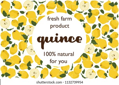 vector illustration of quince and leaf design with lettering quince background white and fruit and text fresh farm product 100% natural for you EPS10