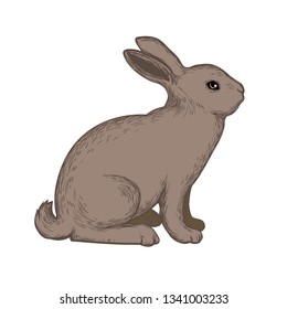 Vector illustration of a rabbit