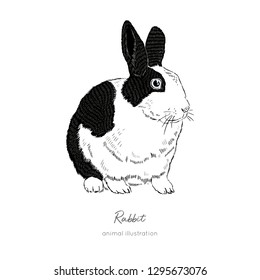 Vector illustration of rabbit farm animal. Hand drawn ink realistic sketching isolated on white. Perfect for agriculture farm logo branding design.