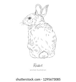 Vector illustration of rabbit farm animal. Hand drawn ink realistic sketching isolated on white. Perfect for agriculture farm logo branding design.