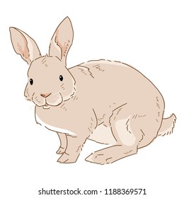 Vector illustration of rabbit on white background. Drawn bunny in color.