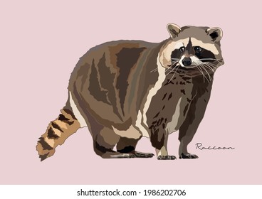 Vector Illustration of Raccoon, Common Raccoon
