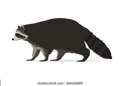 Vector illustration of raccoon isolated on white