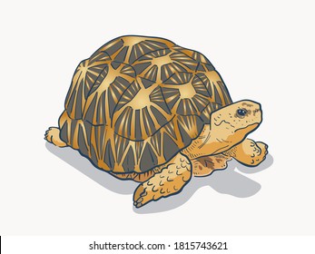 vector illustration of Radiated Tortoise, The radiated tortoise from south of Madagascar isolated on white background.