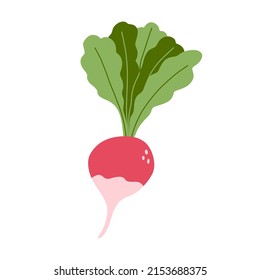 Vector illustration of radish in flat cartoon style. Fresh root vegetable, healthy vegan food