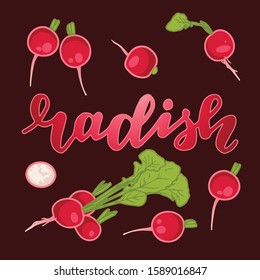 vector illustration of radish and leaf design isolated with lettering radish background white EPS10