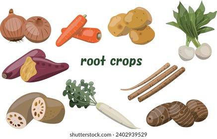 Vector illustration of radish, onion, potato, turnip, carrot, burdock, sweet potato, lotus root, taro