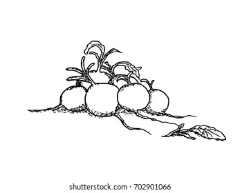 Vector illustration of radishes isolated on white background