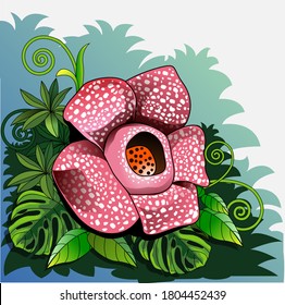 Vector illustration, Rafflesia arnoldii or giant padma, is one of Indonesia's three national flowers, and is officially designated as a rare flower or call of puspa langka.